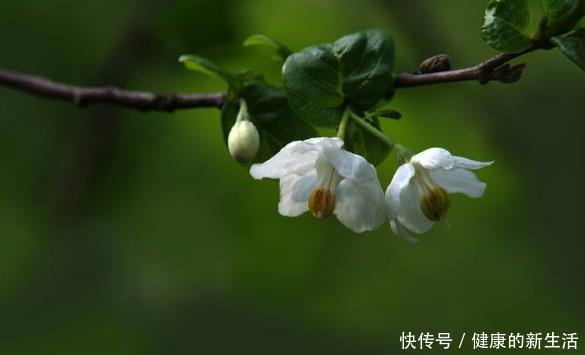 『国家』这种树是江苏特有,果实像秤砣,是国家保护植物,很多人都没见过