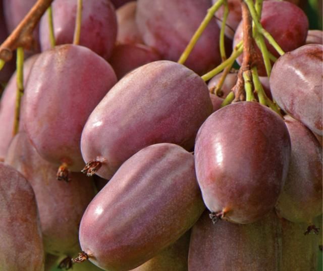  又一新|永别了红薯“，我国又一新型农作物走红，沾土就活，年收