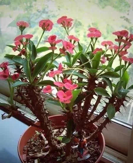  环境下养护@13种全年都能开花爆盆的室内花卉盆栽，而且超好养