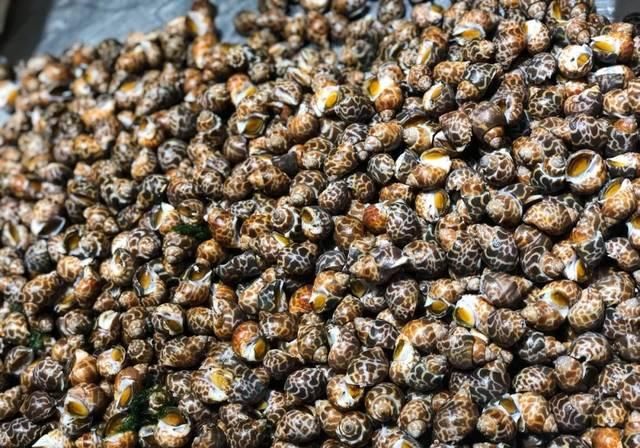 7天长假将结束！小编带你逛国庆后的海鲜市场行情！