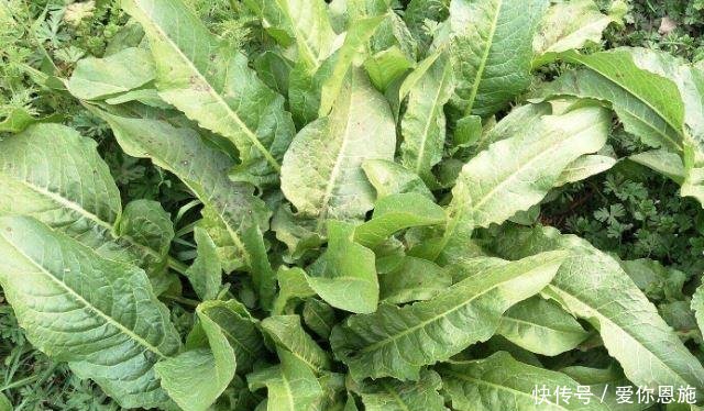 以前农村人叫它“救命王”，如今可遇不可求，见到千万别拔根！
