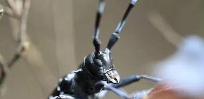 农民们头疼的害虫，农村娃娃抓来当“玩具”，如今价值却贼珍贵