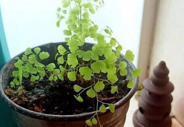  「铁线蕨」这个花的茎像铁丝，不晒太阳也能长爆盆，比绿萝吊兰还美还好养！