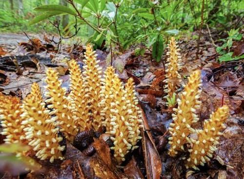  「种植物」农村山沟里，生长着1种“野草”，被称为“列当”，看到请保护