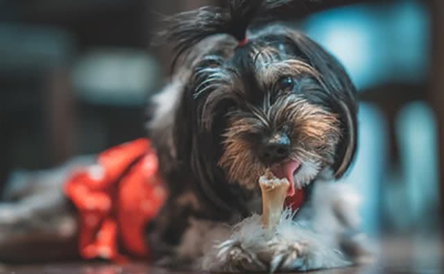 因狗吠影响睡眠