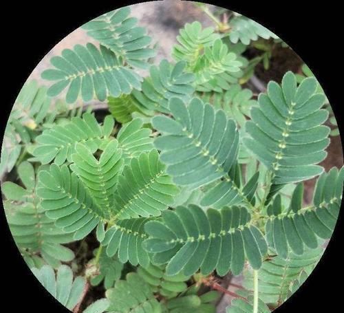  看起来■这7种植物，家庭里常见，看起来漂亮却有毒