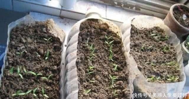 「营养」“废油桶”当花盆用来种辣椒,7天就发芽,1个月丰收,能吃2个月