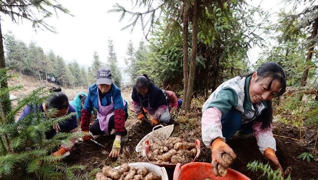  #利润#亩利润7万，农民种了就赔，可依然有人挣钱，秘诀是什么