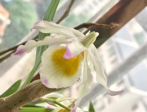  「喷水保湿」晶帽石斛从光秃秃到开花爆盆才用了3个月，养功怎么如此优秀