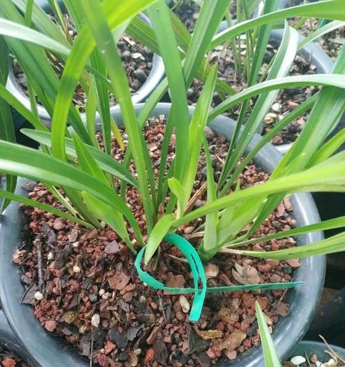 「兰花」养兰花小心得,如何拯救兰花,不开花?做好4点就行啦