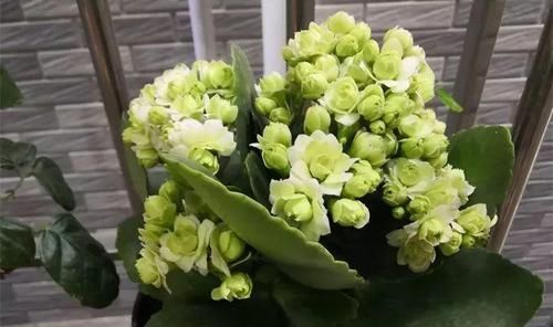  「兰属的植物」8种花其实都是多肉，旱着养才能长爆盆！