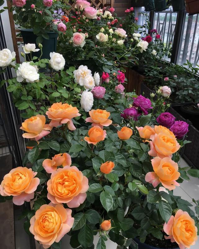  #图片作者#有一颗爱花的心，就算只有个封闭小阳台，也能养出一片花海！