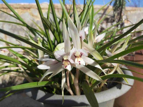 一盆兰花养了10年，苗多叶壮年年开花，兰友出价5000都没卖