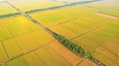  「成了」10万亩沼泽地变成米粮川，黄河岸边这片“不毛之地”成