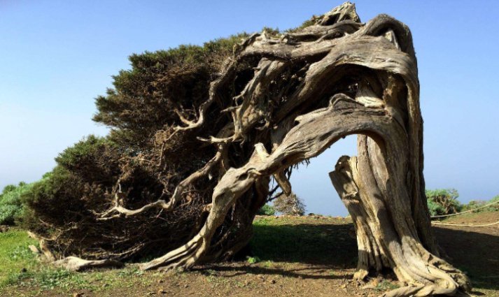  「树木」这棵树地球只剩一棵，就在中国，其珍贵程度高于国宝！