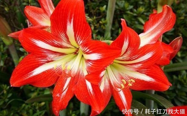  「能力」上班族养花就盆栽红花莲，观赏价值高、养护简单，繁殖能力强