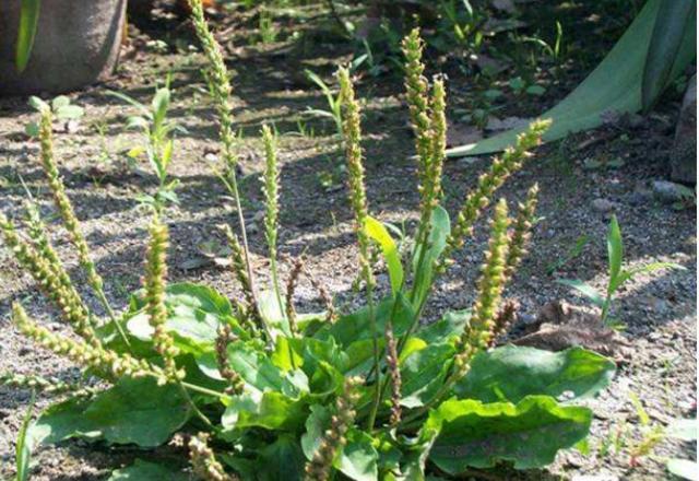  [内容]农村1“车前草”，农民认定是害草，见到就拔，却不知比大米珍贵