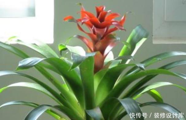  [很快]养花你敢乱养？客厅养这4种花，很快就发财，有钱人一看就懂！
