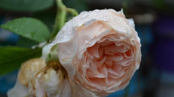  「春天」花期最长的花排名都是什么?