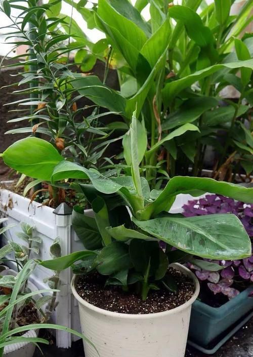 「香蕉」在家就能种的香蕉树,用足肥料,结出一串小香蕉!