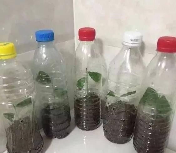  【干净的塑料】发现了一种“养花神器”——塑料瓶