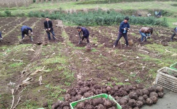  #种植#农民不出去打工，在家里种这种野生植物，每亩能挣一万元