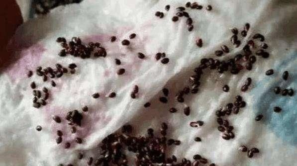 「盆栽技巧」春天到了,这“3种水果”栽盆里,出芽快,开花又挂果,真不错!