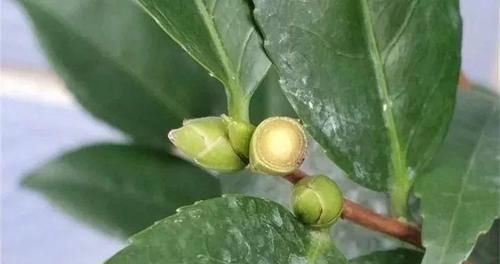 越多越好@茶花花苞越多越好?小心空欢喜一场!