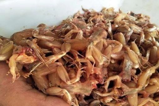 举报：开明市场有人“明目张胆”卖青蛙？！监管部门：没事