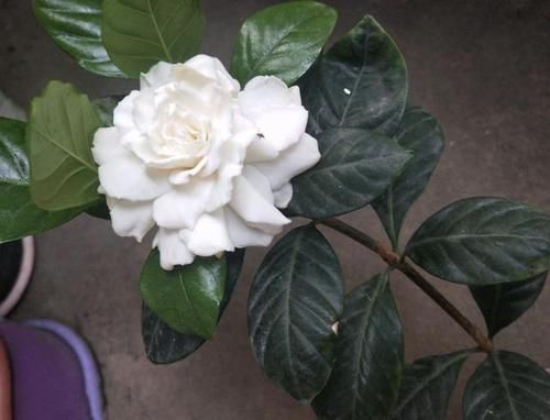  [栀子花]家里养的栀子花，开始枯萎、掉花苞，离不开“4个问题”，别忽视