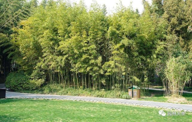  【棕榈科伞形】558种 · 园林植物配置大全