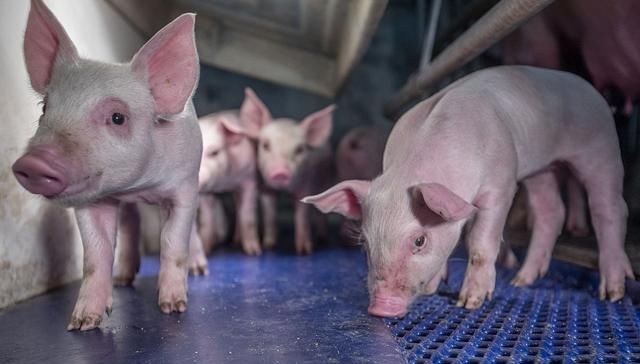  开放：养猪政策开放后的今年，农村养猪户数量会不会大幅增加？