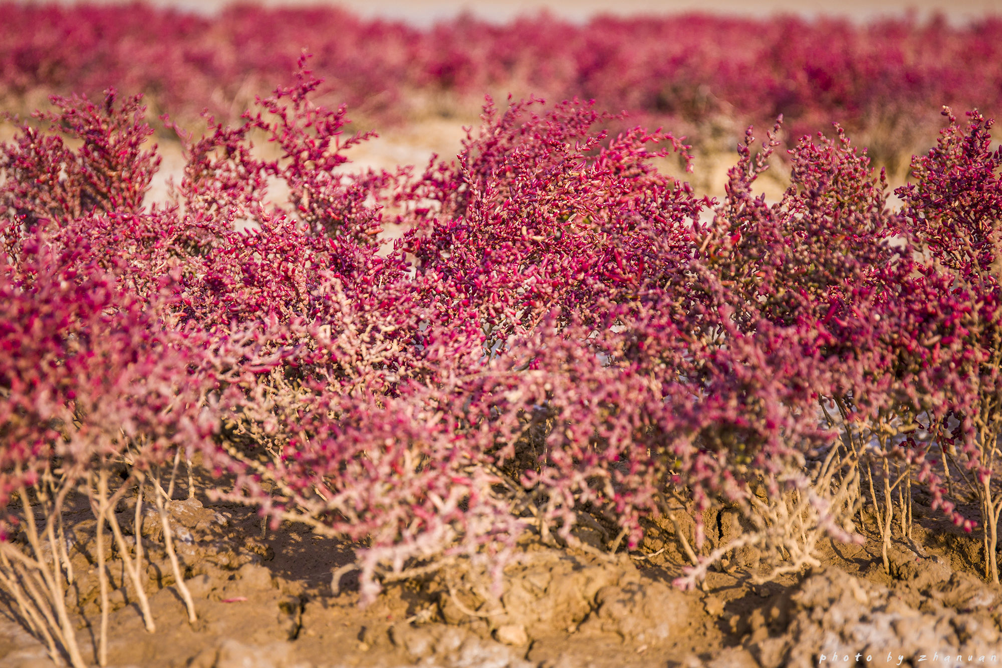 东营丨走过沧海桑田，终是在芦花飞雪的秋日遇见你