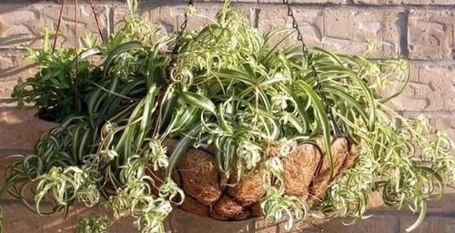 【养在浴室里面】浴室里面必备的几种绿色植物，这几种观叶植物叶子翠绿，特好养