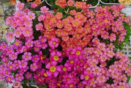  #华丽#家里养几盆这种花，气派非凡，典雅华丽，别有一番景致