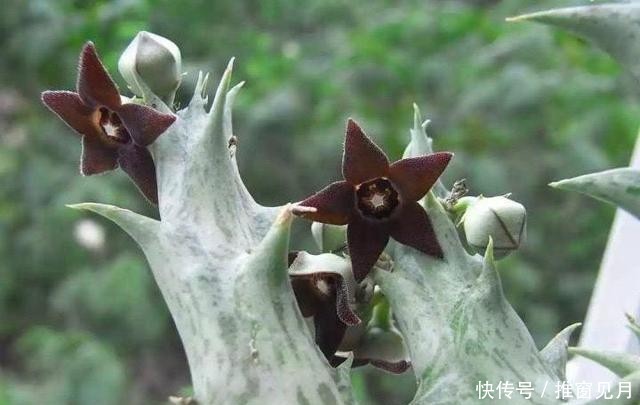 「夏种」浅谈夏种型多肉植物有哪些和它们的一些特点