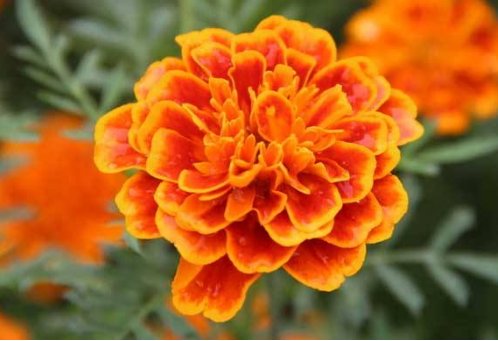 #姊妹花#小阳台就选“姊妹花”,花开易爆盆,瞬间变花海,300天不断花