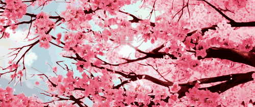 寻一片落英处，赴一场樱花约！