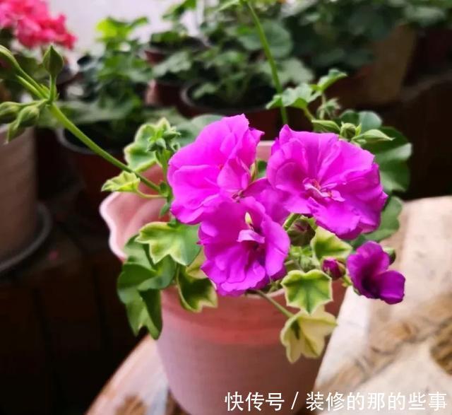 扦插|天竺葵扦插难、成活率低?注意这几点,生根快开花又大又艳