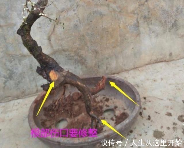 『提高』栒子盆景好,老桩移栽别不知道,这个准则是正道,成活率有效提高
