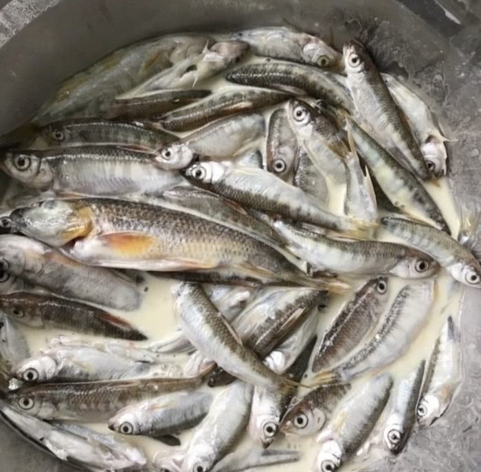 『名贵』瀑布溪流探钓,野钓名贵溪水石斑鱼,钓获60多条马口鱼和石斑鱼