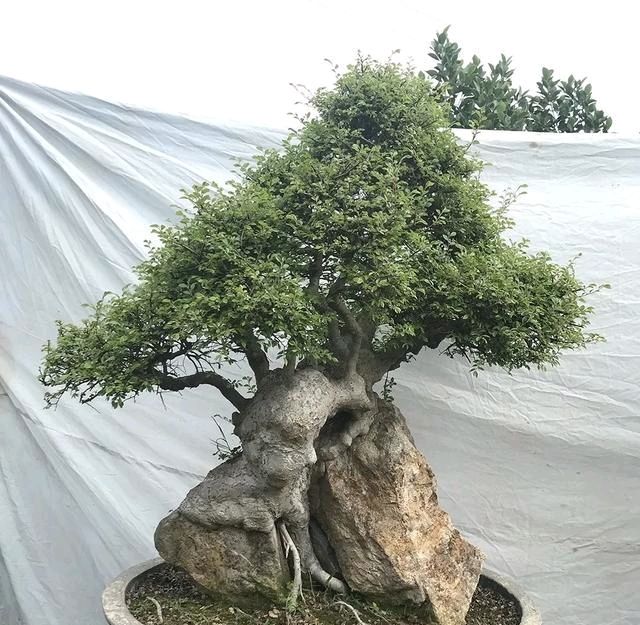  『朱立明』欣赏朱立明的盆景，学会体贴！