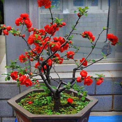 「建议」建议大家：无论院子有多大，这些盆栽必须有，像御花园一样惊艳
