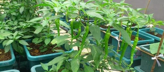 特别■阳台种菜,有4个“关键”,做对了,种菜一大盆,收获特别多