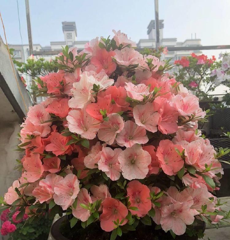  绿萝■阳台不知养啥花？不妨养这几款花，比绿萝好养，花色鲜艳又迷人