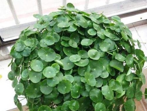  「水培植物的根系」水培植物用啥肥？2种肥料要“慎用”，很难吸收，还有可能烧根！