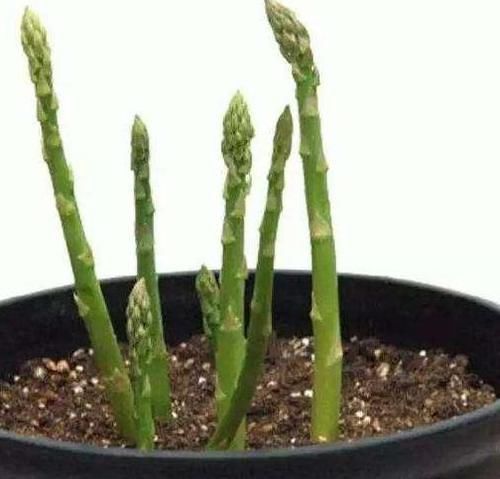  「此物」此物寿命可达20年，阳台栽种上一盆，年年都能吃上新鲜的芦笋