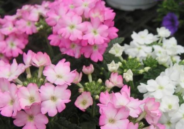  随便@“3种花 ”好养又漂亮，随便一养成花海，一开就是300天！
