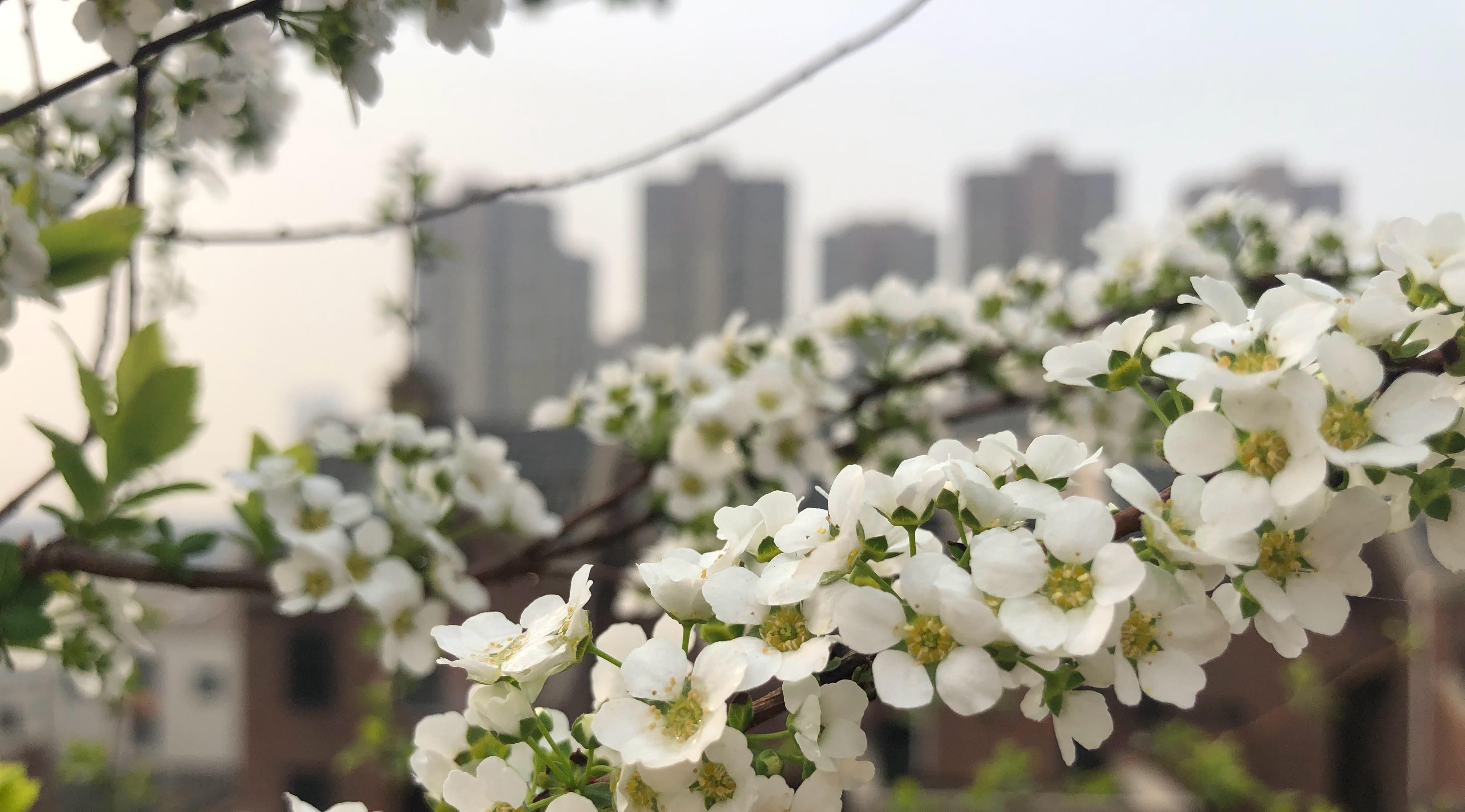  [雪柳花]新型观赏花木，花似白雪，开花多、花期长，盆栽也可以，值得拥有