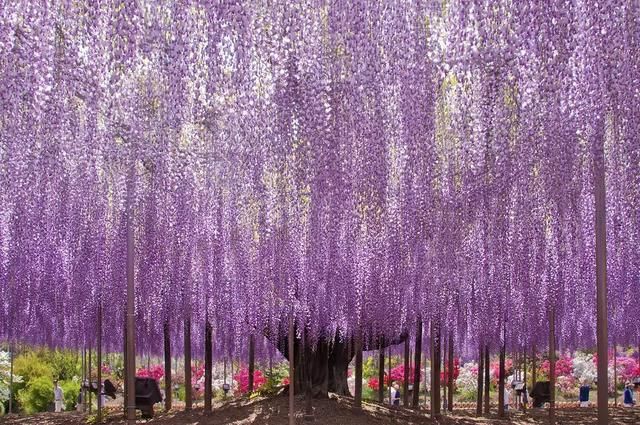 全球最漂亮的树木，大多数在美国，我国也有一棵